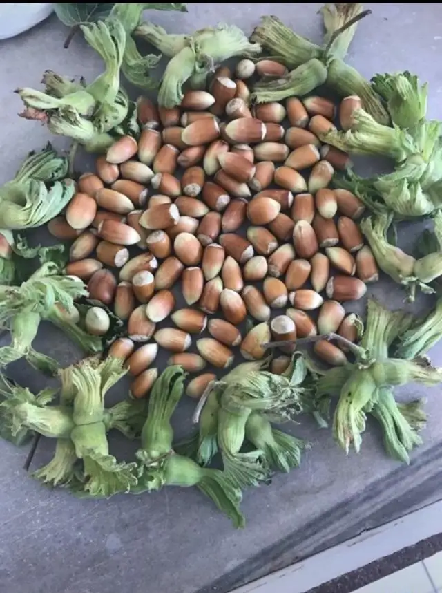 Fındık Sivri Taze Fındık Sivri Taze