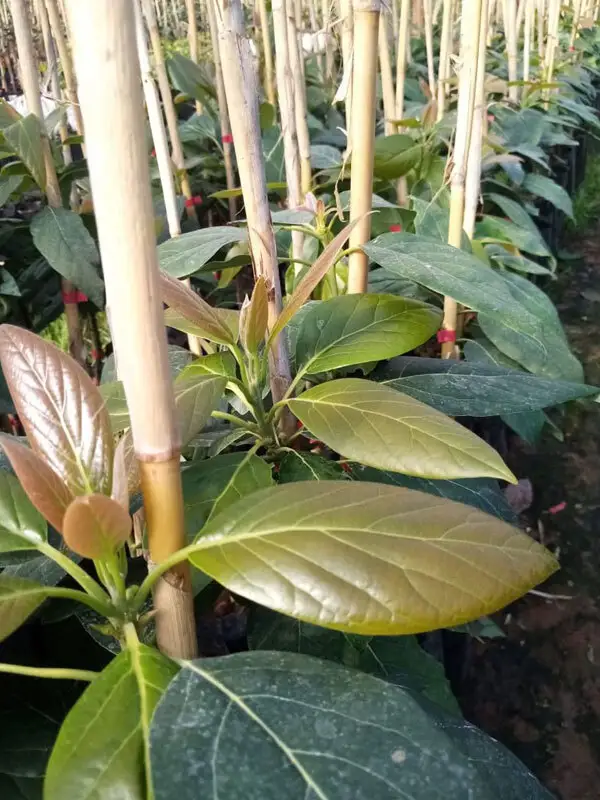 Hass Avokado Fidanı - 2 Yaş