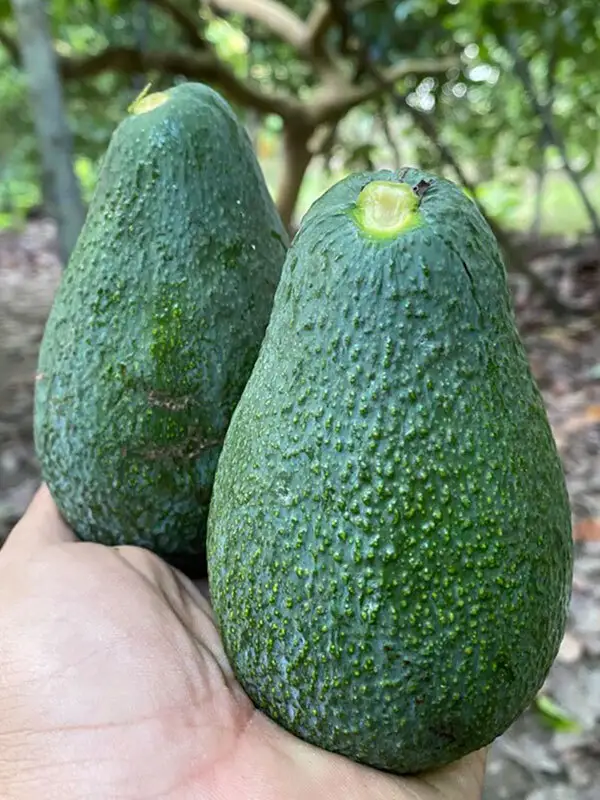 Hass Avokado Fidanı - 2 Yaş