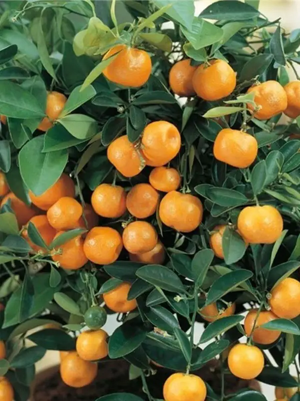 Süs Mandalinası Fidanı 
