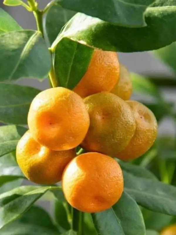 Süs Mandalinası Fidanı - 5 Yaş