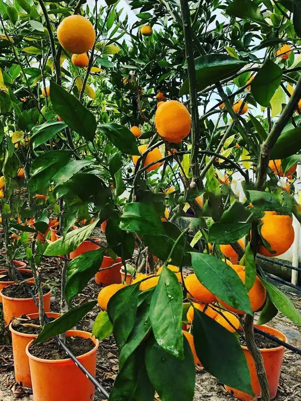 Süs Mandalinası Fidanı - 5 Yaş