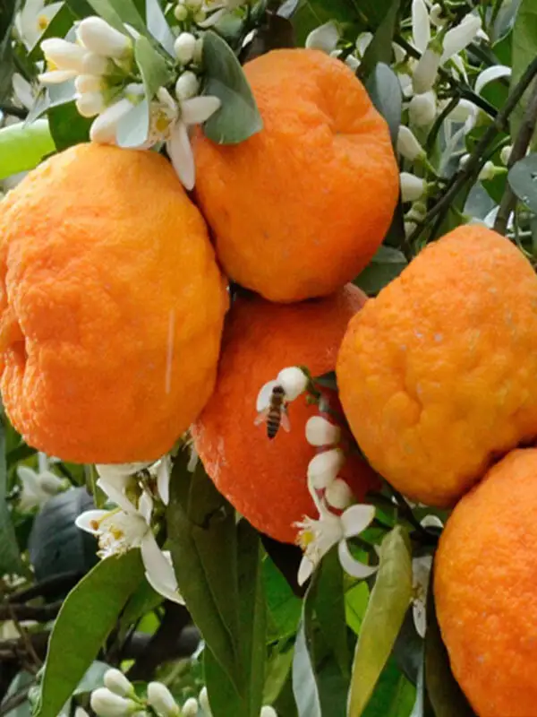 Turunç Fidanı - 5 Yaş