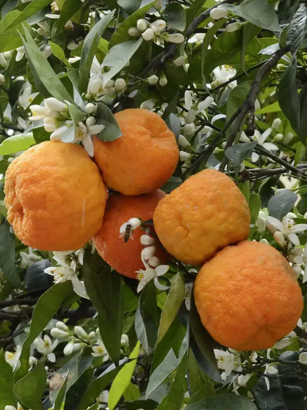 Turunç Fidanı - 5 Yaş