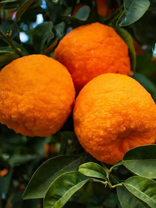 Turunç Fidanı - 5 Yaş