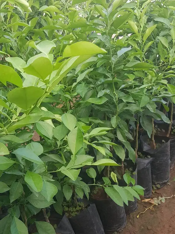 Turunç Fidanı - 5 Yaş