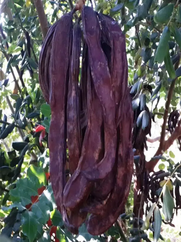 Keçi Boynuzu - Harnup Fidanı - Aşısız