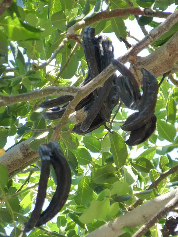 Keçi Boynuzu - Harnup Fidanı - Aşısız