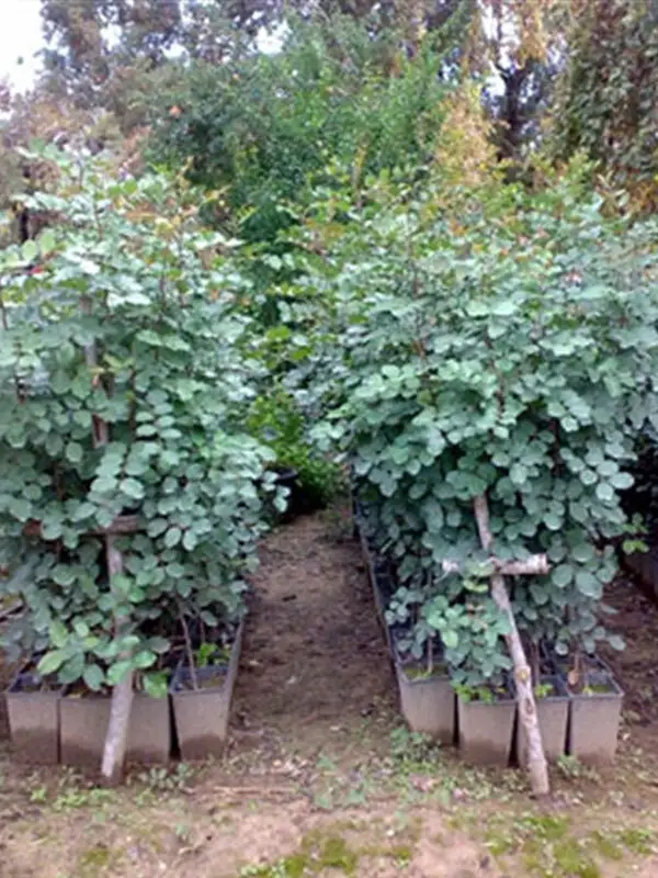 Keçi Boynuzu Fidanı - Aşısız