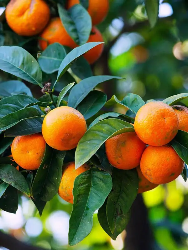 Clementine Mandalina