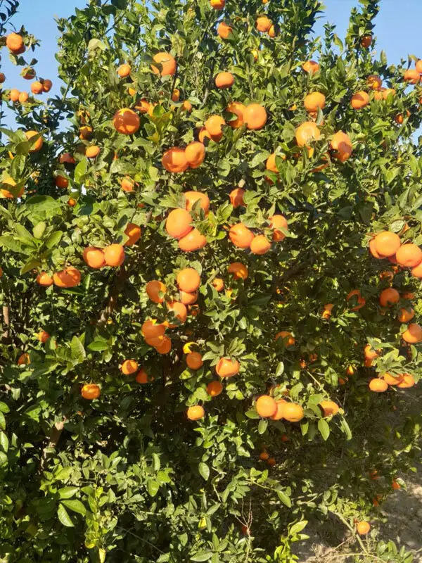 Clementine Mandalina