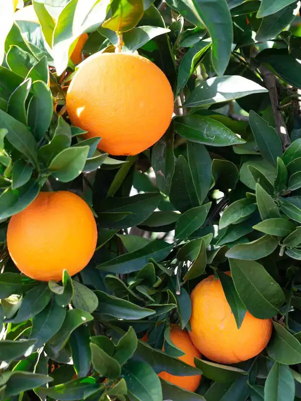 Cara Cara Kan Portakalı - 2 Yaş