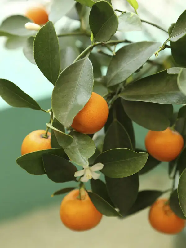 Cara Cara Kan Portakalı - 2 Yaş