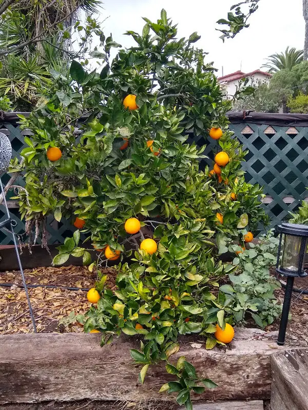 Cara Cara Kan Portakalı - 2 Yaş