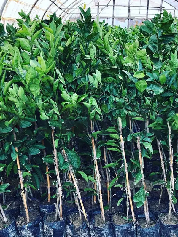 Cara Cara Kan Portakalı - 2 Yaş