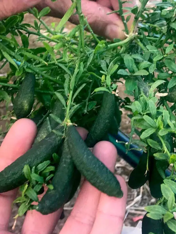 Finger Lime(Limon Havyarı) Fidanı - 4 Yaş