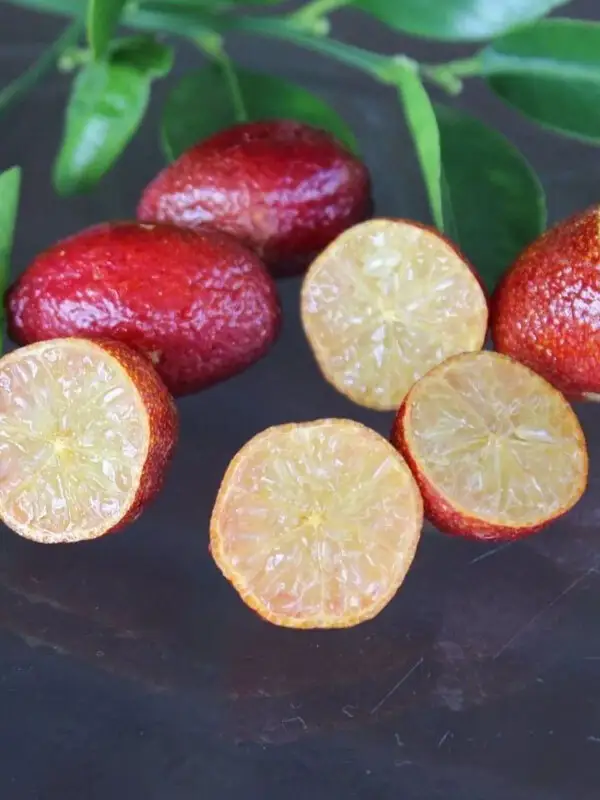 Blood Lime Fidanı(Kırmızı Limon) - 4 Yaş
