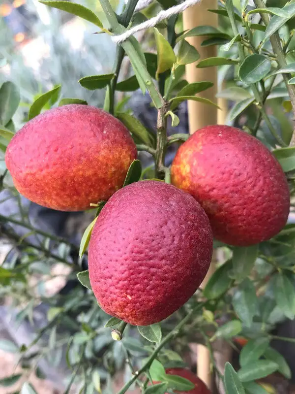 Blood Lime Fidanı(Kırmızı Limon) - 2 Yaş