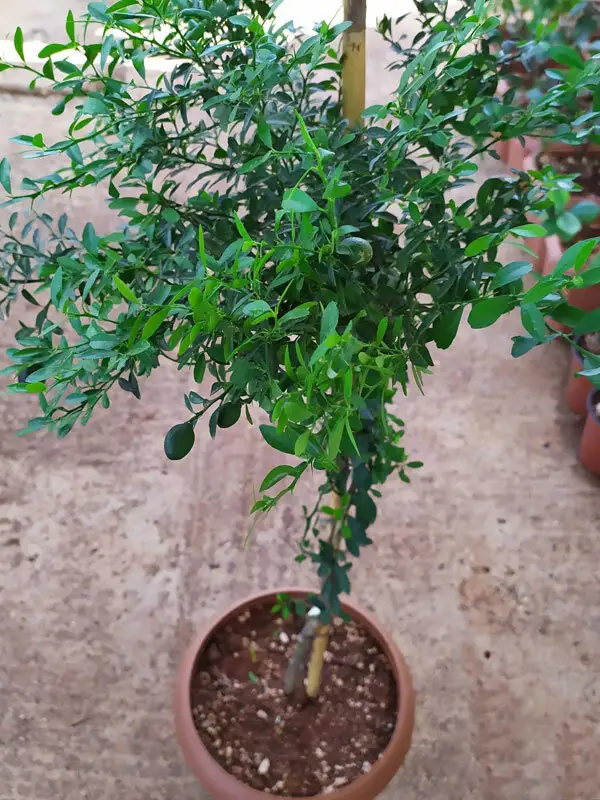 Blood Lime Fidanı(Kırmızı Limon) - 2 Yaş