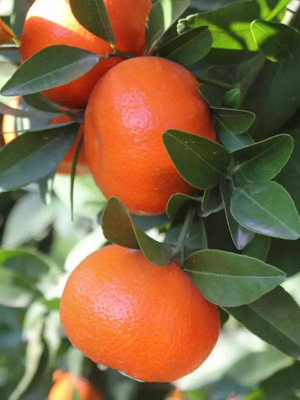Murcott Mandalina Fidanı 