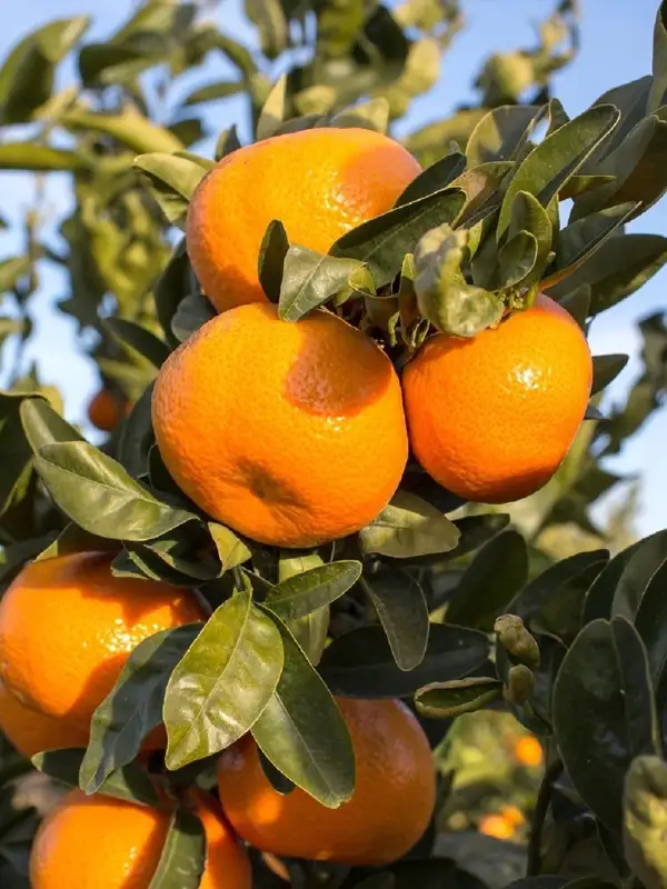 Bodur Mandalina Fidanı