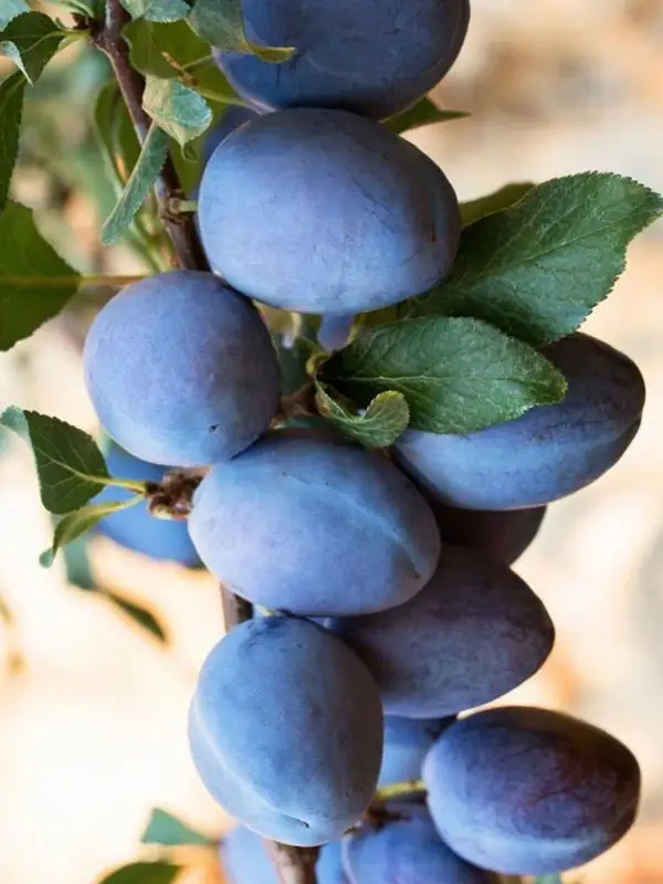 Mürdüm Eriği Fidanı 