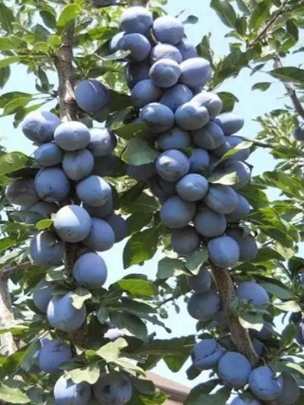 Mürdüm Eriği Fidanı 