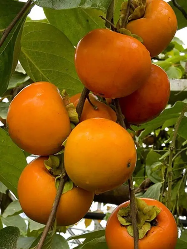 Hurma (Hachiya) Fidanı