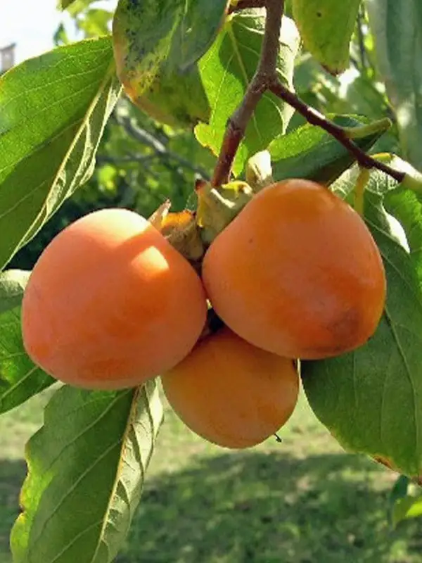 Hurma (Hachiya) Fidanı