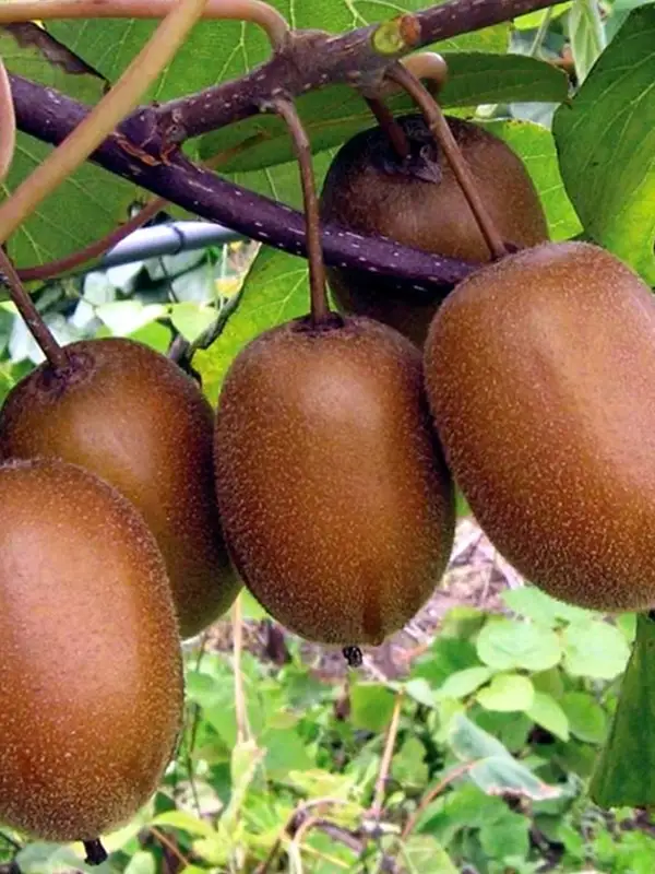 Kivi Fidanı