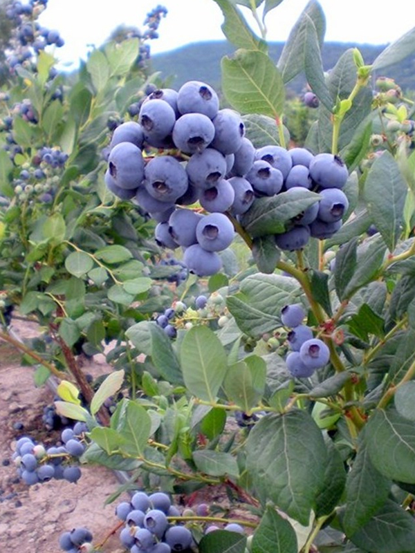 Blueberry (Yaban Mersini – Mavi Yemiş) Fidanı
