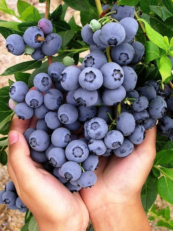 Blueberry (Yaban Mersini – Mavi Yemiş) Fidanı
