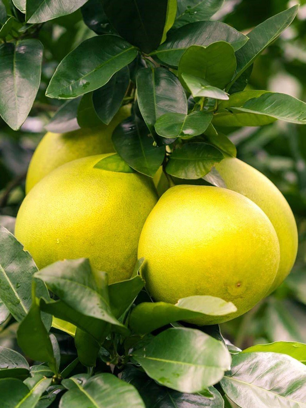 Ağaç Kavunu Fidanı 