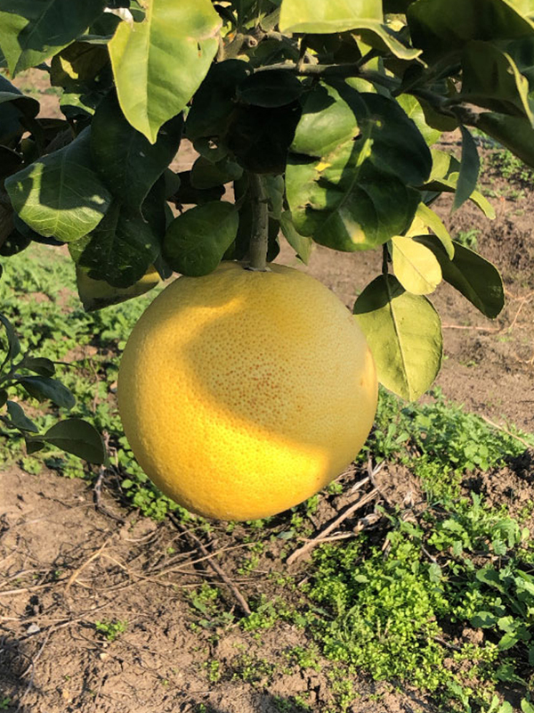 Ağaç Kavunu Fidanı 