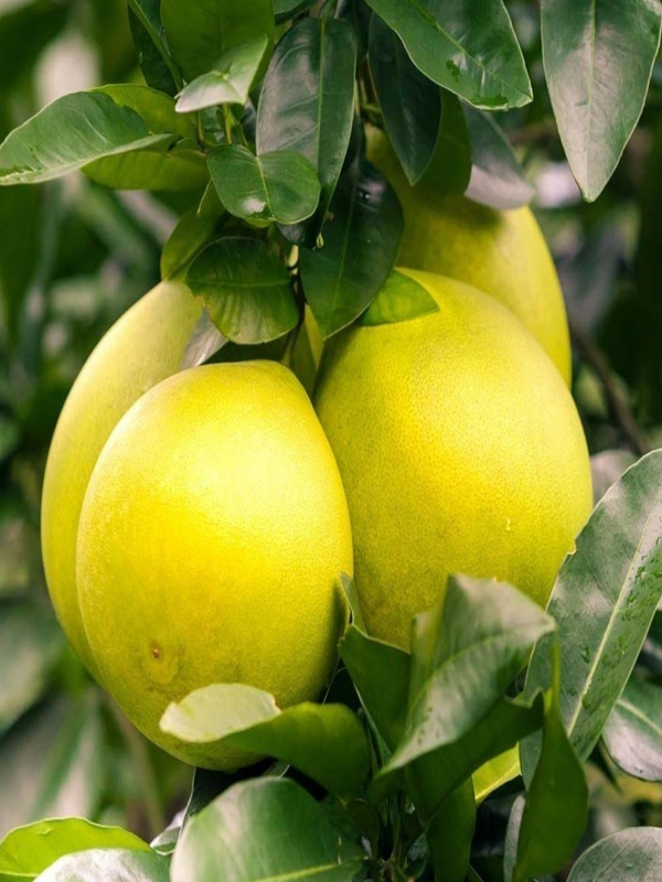 Ağaç Kavunu Fidanı