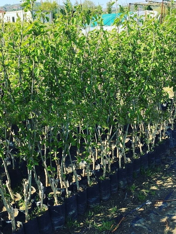 Yediveren Siyah ( Avustralya ) Dut Fidanı 