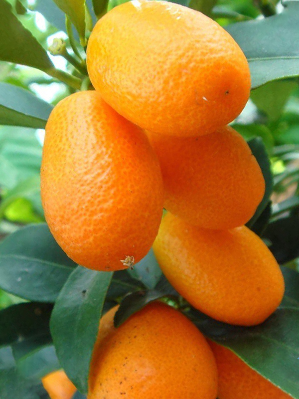 Kumkuat(Kamkat) Fidanı