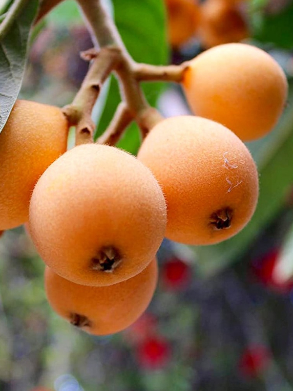 Yeni Dünya (Malta Eriği) Fidanı