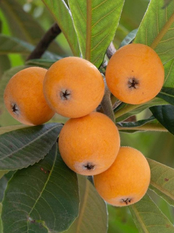 Yeni Dünya (Malta Eriği) Fidanı