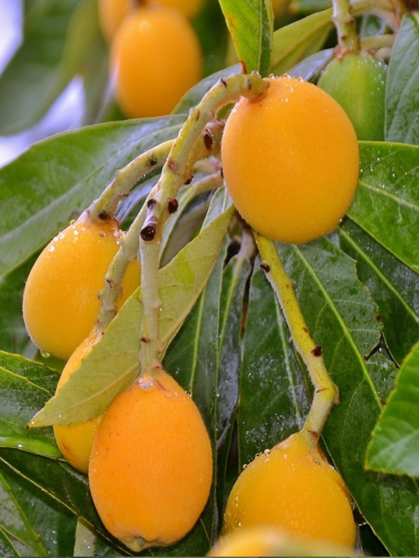 Yeni Dünya (Malta Eriği) Fidanı