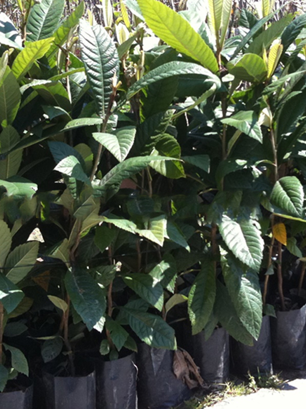 Yeni Dünya (Malta Eriği) Fidanı