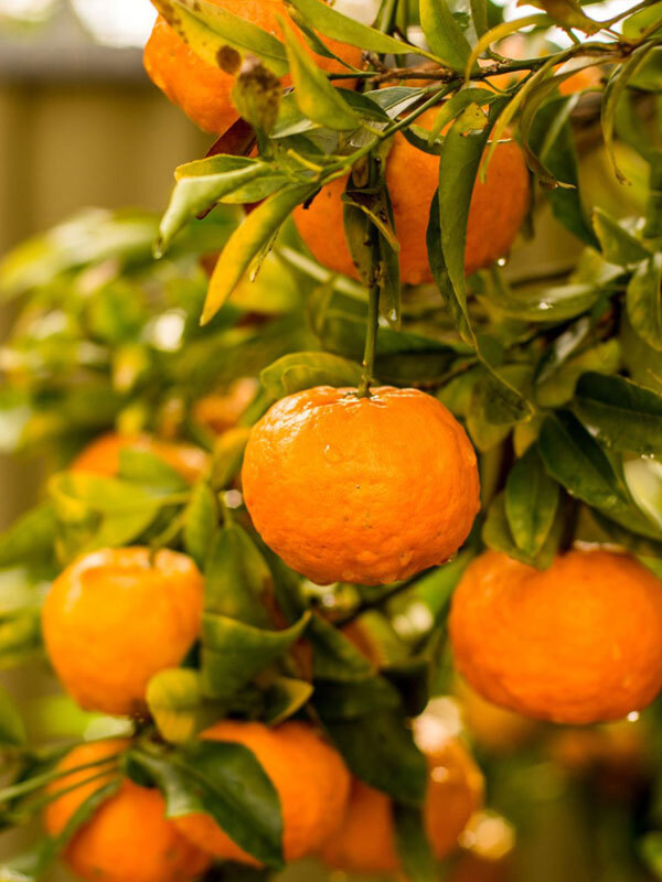 Çin Turunç Fidanı 