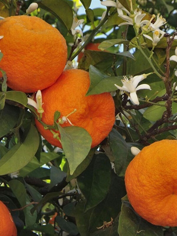 Çin Turunç Fidanı 