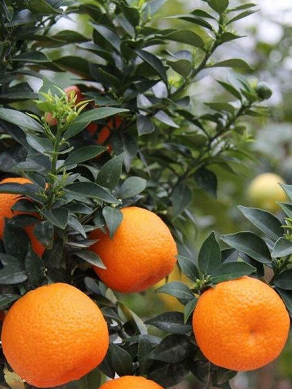 Çin Turunç Fidanı - 5 Yaş