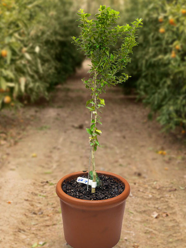 Çin Turunç Fidanı - 5 Yaş