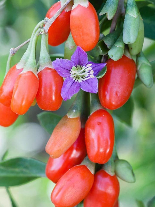Gojiberry (Kurt Üzümü) Fidanı
